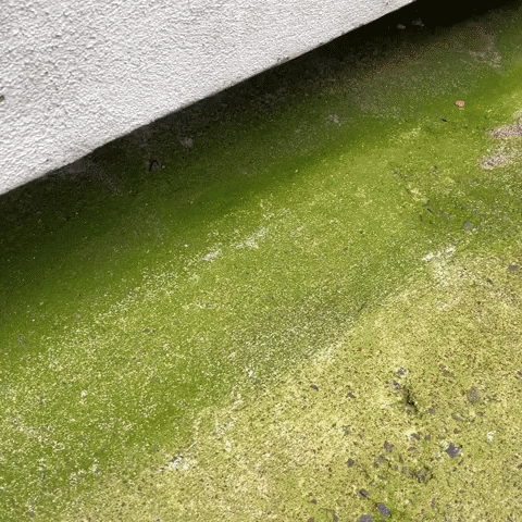 guidetobetterliving giphyupload moss algae lichen GIF