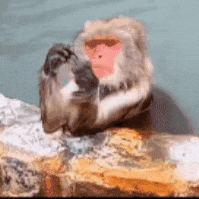 Bored Monkey GIF