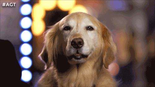 Dog Panting GIF by America's Got Talent