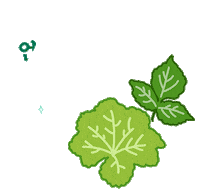 Herb Sticker by DENTISTE'