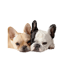 spottedbyhumphrey bff best friends potato bulldog Sticker