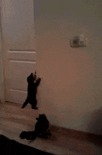 climbing GIF