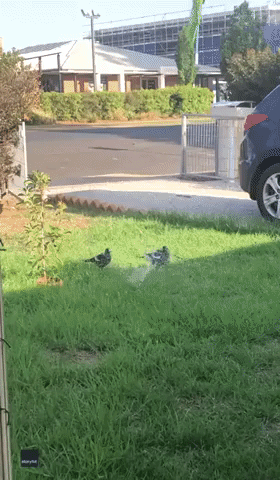 Hot Magpies Cool Off at Water Sprinkler