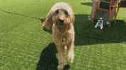 GIF by The Weather Channel