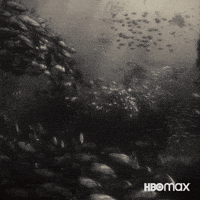Black And White Swimming GIF by HBO Max