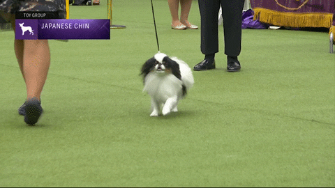Japanese Chin Dogs GIF by Westminster Kennel Club