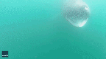 Kayaker Has Close Encounter With Basking Shark