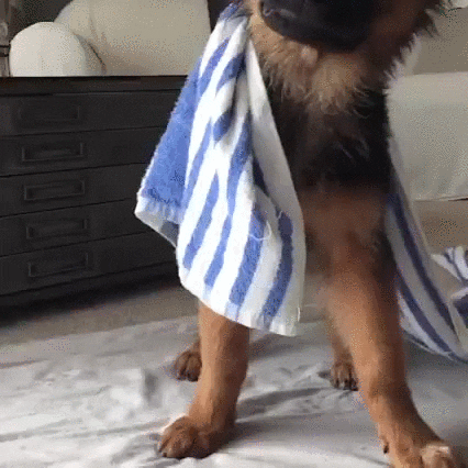 times GIF