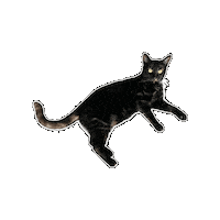 Cat Sticker by Rega Marketing