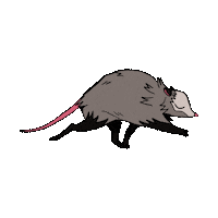 corvinanim chill peaceful possum opossum Sticker