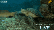 bbc one blue planet 2 GIF by BBC