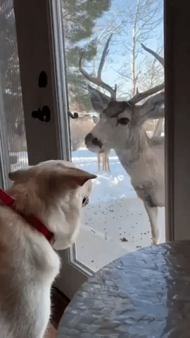'Deer Jake': Buck Makes Annual Visit to Dog in Wyoming