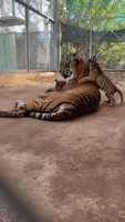 Trio of Tiger Cubs at Adelaide Zoo Are Growing Fast and Feisty