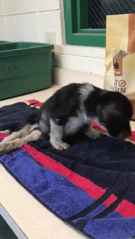 Puppy Left Paralyzed After Being Thrown From Moving Car