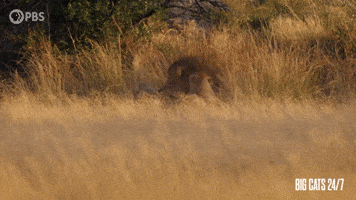 Season 2 Fight GIF by PBS