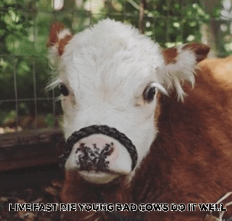 cliff cows GIF by Romy