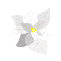 Star Of Bethlehem Christmas Sticker by earnesto