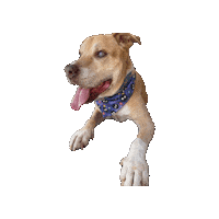 Ghibli Senior Dog Sticker by Geekster Pets