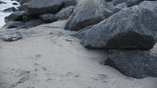 blaanks beach ocean pillows blaanks GIF