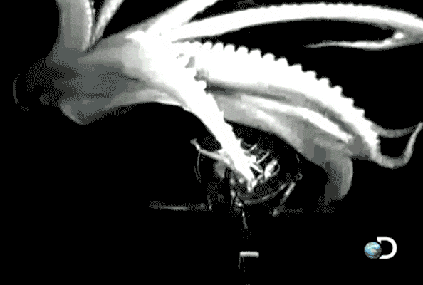 kraken GIF