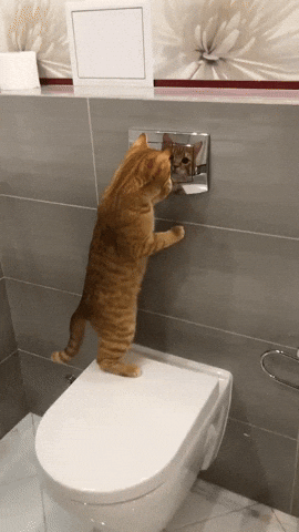 cuteanimalland giphyupload GIF