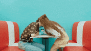 Zoommer_ge zoommer რასელოდები xinkali raselodebi GIF