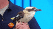 rachaelrayshow funny cute gif baby GIF