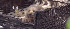 bored wu liao GIF