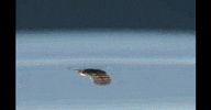 sgvmosquito animal health science virus GIF