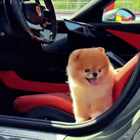 Ferrari Pomeranian GIF