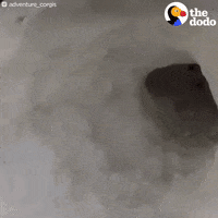 snow corgi GIF by The Dodo