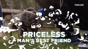 breeding show dog GIF by MOST EXPENSIVEST