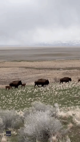Red Bison Calves Stroll With Herd on Utah's Antelope Island