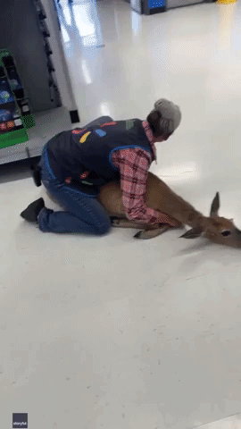 Walmart Employee Tackles Deer in Wisconsin Store