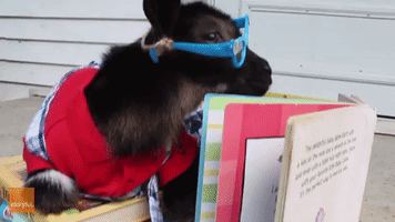Miniature Goat Does Everything But Read His Book