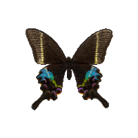 michaeldamnitz butterfly schmetterling michaeldamnitz damnitz Sticker