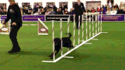 dog show dogs GIF by Westminster Kennel Club