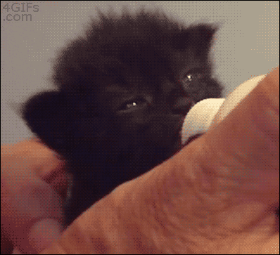 kitten bottle GIF