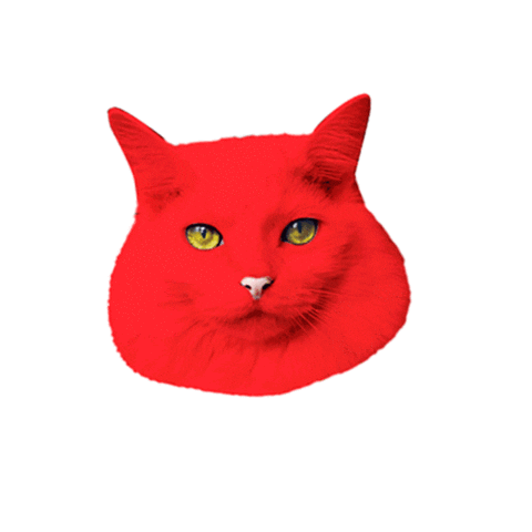 cat yes Sticker by Piece Of Cake