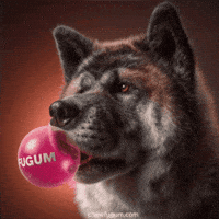 Dog Vibe GIF by Fugum