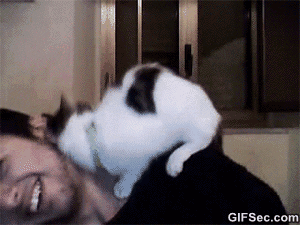 thisnot GIF