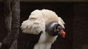 Atlanta Atl GIF by ZooATL