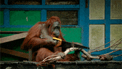 Spy In The Wild Cute Animals GIF by PBS