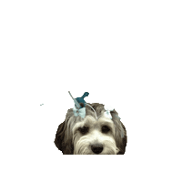 Dog Sticker by StrongBoard Balance