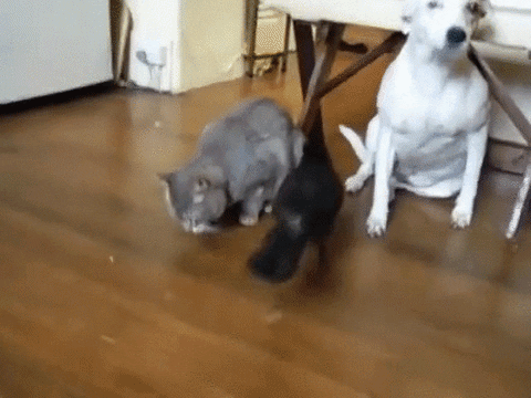 cat dog GIF