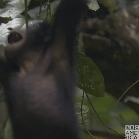 Happy Monkey GIF by BBC America