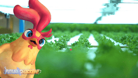 Excited Chicken GIF by Wind Sun Sky Entertainment