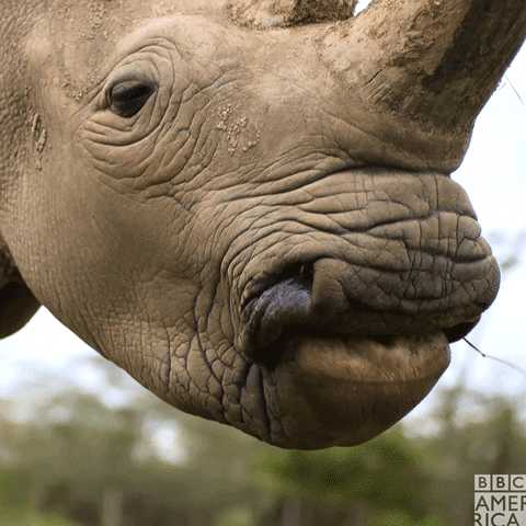 Hungry Northern White Rhino GIF by BBC America