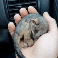 Rescuer Uses Car Heater to Warm Up Abandoned Baby Possum on Kangaroo Island