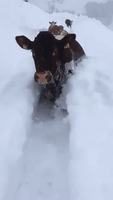 Cows Wade Through Deep Snow Amid Winter Storms in Austria